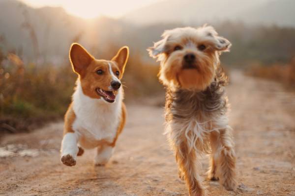 Clínica Veterinária e Serviços Pet